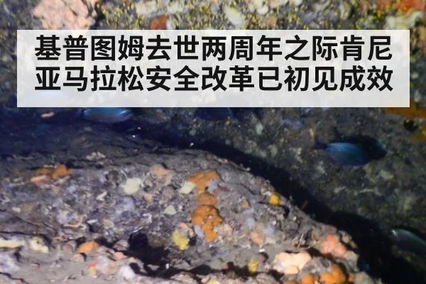 基普图姆去世两周年之际肯尼亚马拉松安全改革已初见成效